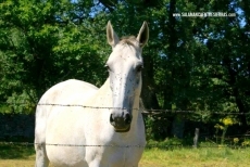 Foto 4 - Tras las huellas romanas de la Sierra