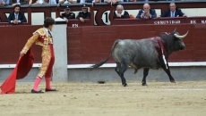 Eduardo Gallo silenciado en Madrid ante un imposible encierro de Partido de Resina
