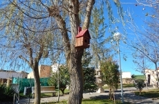 Lo que esconden los árboles 