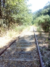 El arbolito | Imagen 1