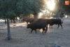 Foto 2 - Elegidos los toros de Orive para la corrida de Chaves y Jiménez Fortes en Vitigudino 