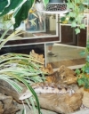 Foto 2 - El CC El Tormes acoge desde hoy la exposición “La fauna reptiliana” con más de 150 reptiles...
