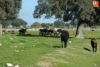 Foto 2 - “...No es justo que los vecinos estén pagando impuestos para mantener una ganadería”