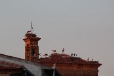 Foto 6 - En la tarde roja, la cigüeña