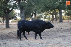 Foto 6 - Elegidos los toros de Orive para la corrida de Chaves y Jiménez Fortes en Vitigudino 