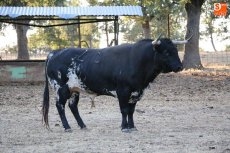 Foto 4 - Elegidos los toros de Orive para la corrida de Chaves y Jiménez Fortes en Vitigudino 