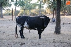 Foto 3 - Elegidos los toros de Orive para la corrida de Chaves y Jiménez Fortes en Vitigudino 
