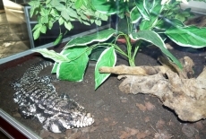 Foto 6 - El CC El Tormes acoge desde hoy la exposición “La fauna reptiliana” con más de 150 reptiles...