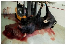 Foto 6 - Naturaleza muerta, más viva que nunca