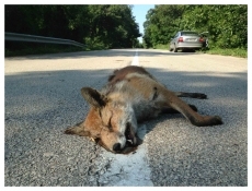 Foto 4 - Naturaleza muerta, más viva que nunca