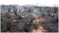 Foto 3 - Naturaleza muerta, más viva que nunca