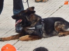 Foto 6 - Los niños descubren las prodigiosas habilidades de los perros antidroga de la Guardia Civil