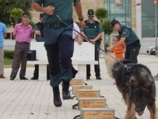 Foto 5 - Los niños descubren las prodigiosas habilidades de los perros antidroga de la Guardia Civil