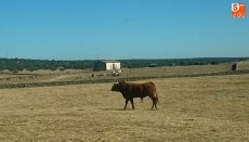 Foto 6 - Cerca de 60 vecinos dan el ‘visto bueno’ a los toros de San Roque