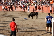 Foto 3 - Recortes, saltos, mucha animación y algún susto en las vaquillas