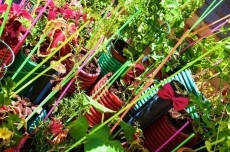 'Macarrones con tomate', una apuesta por acercar las plantas y las flores a los vecinos