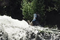 Cigüeña bañándose en el río Cuerpo de Hombre, en las pesquera del Museo Textil / FOTO: JULIÁN MATEOS