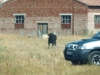 Foto 2 - Encierro a caballo tranquilo tras acorralar de inmediato al toro escapado 