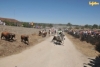 Foto 2 - Susto para uno de los caballistas en el último encierro con novillos de Aldeanueva