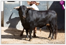 Foto 4 - Alejandro Marcos, esta tarde en Madrid en la primera novillada de agosto