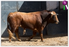 Foto 3 - Alejandro Marcos, esta tarde en Madrid en la primera novillada de agosto
