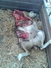 Foto 3 - El lobo ataca de nuevo a un rebaño de Olmedo de Camaces