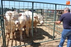 Foto 6 - La calidad se impone a la cantidad en la Feria Ganadera de Peralejos de Abajo