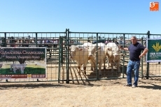 Foto 5 - La calidad se impone a la cantidad en la Feria Ganadera de Peralejos de Abajo