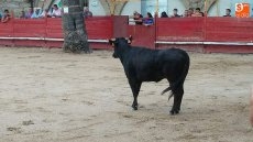 Foto 3 - El festejo de recortes ambienta de tauromaquia las fiestas de San Roque