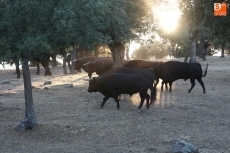 Toros de Orive