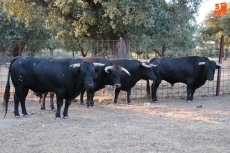 Toros de Orive