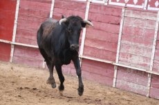Foto 5 - Puerta grande para Álvaro Montes y Ginés Cartagena en Cantalpino