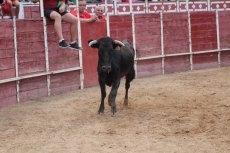 Foto 4 - Puerta grande para Álvaro Montes y Ginés Cartagena en Cantalpino