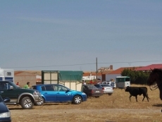 Foto 3 - Encierro a caballo tranquilo tras acorralar de inmediato al toro escapado 