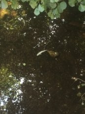 Foto 6 - APCRA denuncia que la sequía “está matando” los ríos sin que la Administración haga nada