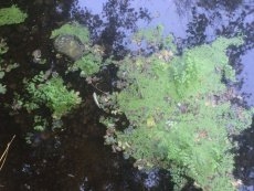 Foto 4 - APCRA denuncia que la sequía “está matando” los ríos sin que la Administración haga nada