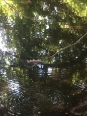 Foto 3 - APCRA denuncia que la sequía “está matando” los ríos sin que la Administración haga nada