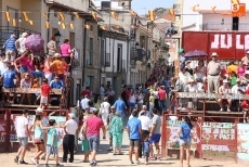 Foto 4 - Vibrante primer encierro de las Fiestas del Toro con novillos de Valrubio