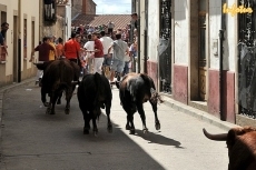 Foto 4 - Vibrante tercer encierro con cinco erales de Miranda de Pericalvo
