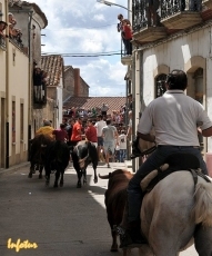 Foto 3 - Vibrante tercer encierro con cinco erales de Miranda de Pericalvo