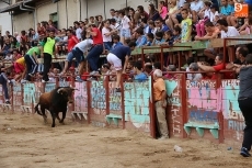 Foto 5 - Un bonito encierro de Rollanejo pone el broche a las fiestas