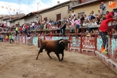 Foto 3 - Un bonito encierro de Rollanejo pone el broche a las fiestas