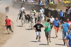 Foto 6 - Susto para uno de los caballistas en el último encierro con novillos de Aldeanueva