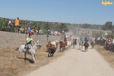 Foto 5 - Susto para uno de los caballistas en el último encierro con novillos de Aldeanueva