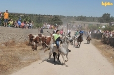 Foto 3 - Susto para uno de los caballistas en el último encierro con novillos de Aldeanueva