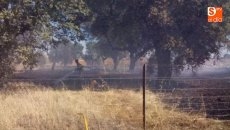 Foto 4 - Sofocado un pequeño incendio en una parcela en Canillas de Abajo