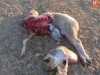 Foto 2 - El lobo deja otra oveja muerta y tres heridas en Lumbrales