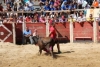 Foto 2 - Las peñas animan un emocionante primer encierro con reses de Rollanejo