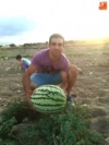 Foto 2 - Andrés José Calderón vuelve a sorprender en Guadramiro con sandias cercanas a los 20 kilos