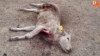 Foto 2 - El lobo mata dos añojas en Bañobárez en dos ataques consecutivos